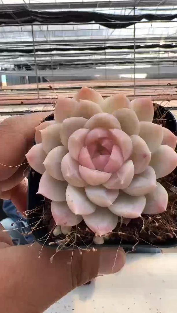 【闪购商品】月露-7