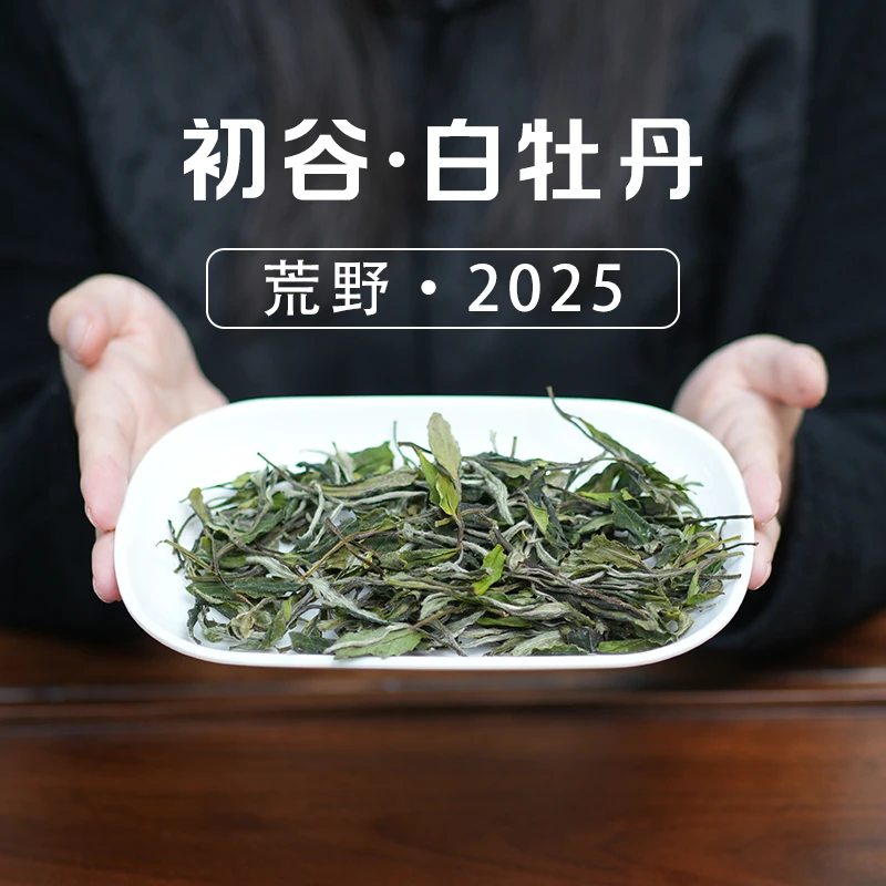 予晖·初谷2025荒野高山白牡丹福鼎白茶（自家茶园）兰花香