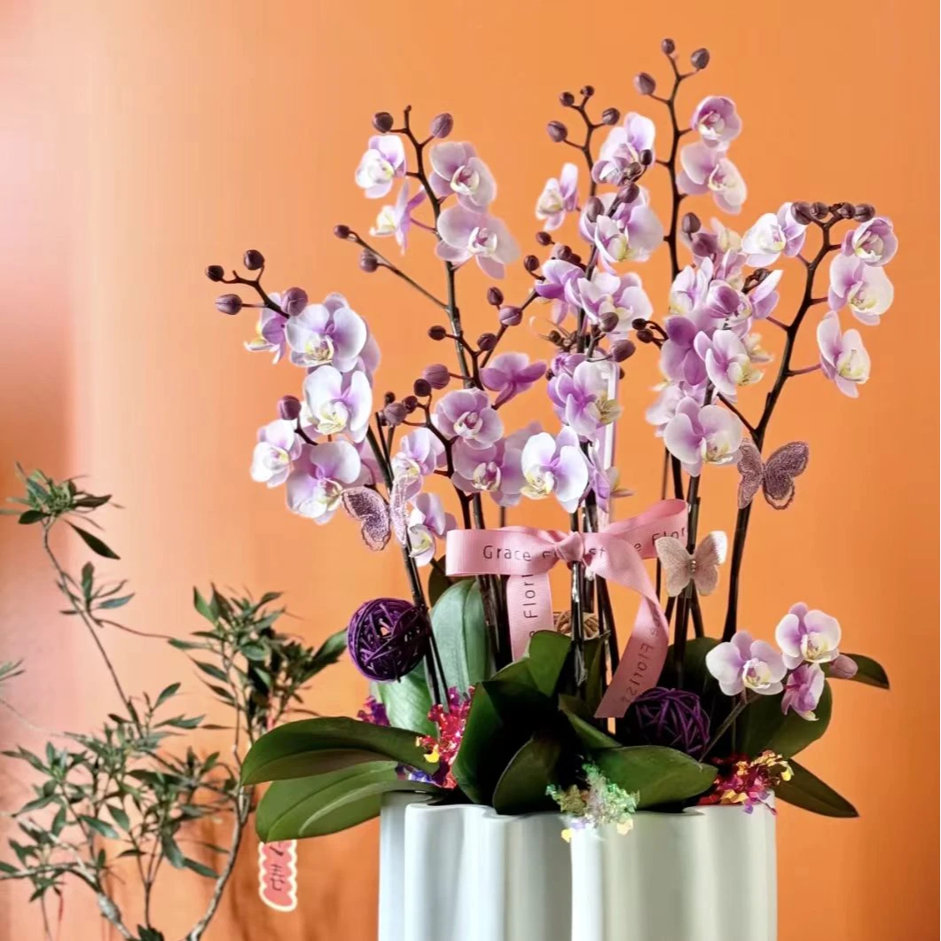 【小梅花蝴蝶兰盆栽】云南基地直发鲜花室内水养鲜花