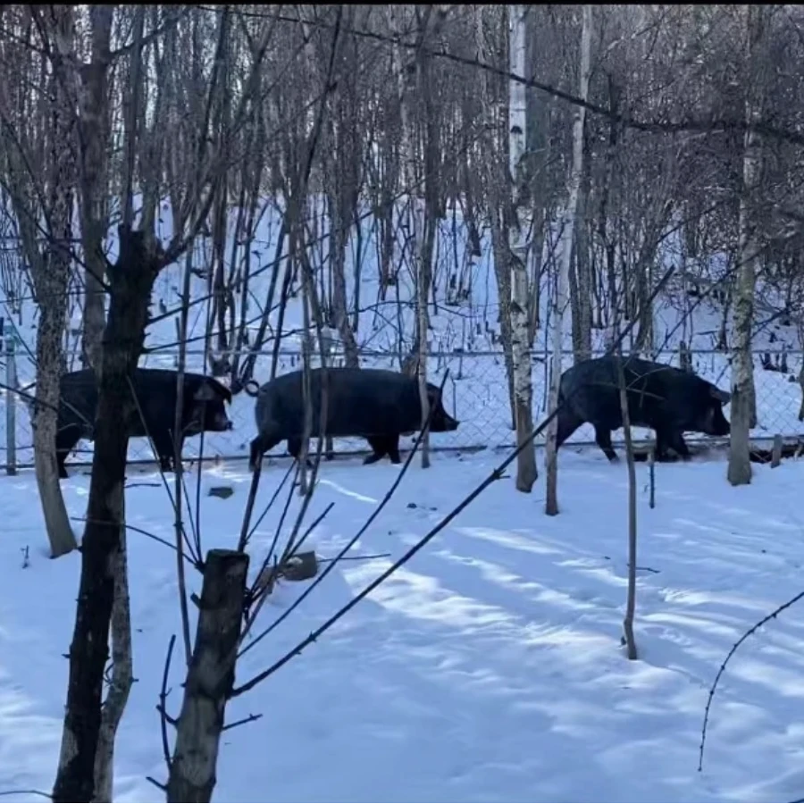 猪板油 跑山黑猪肉 农村散养