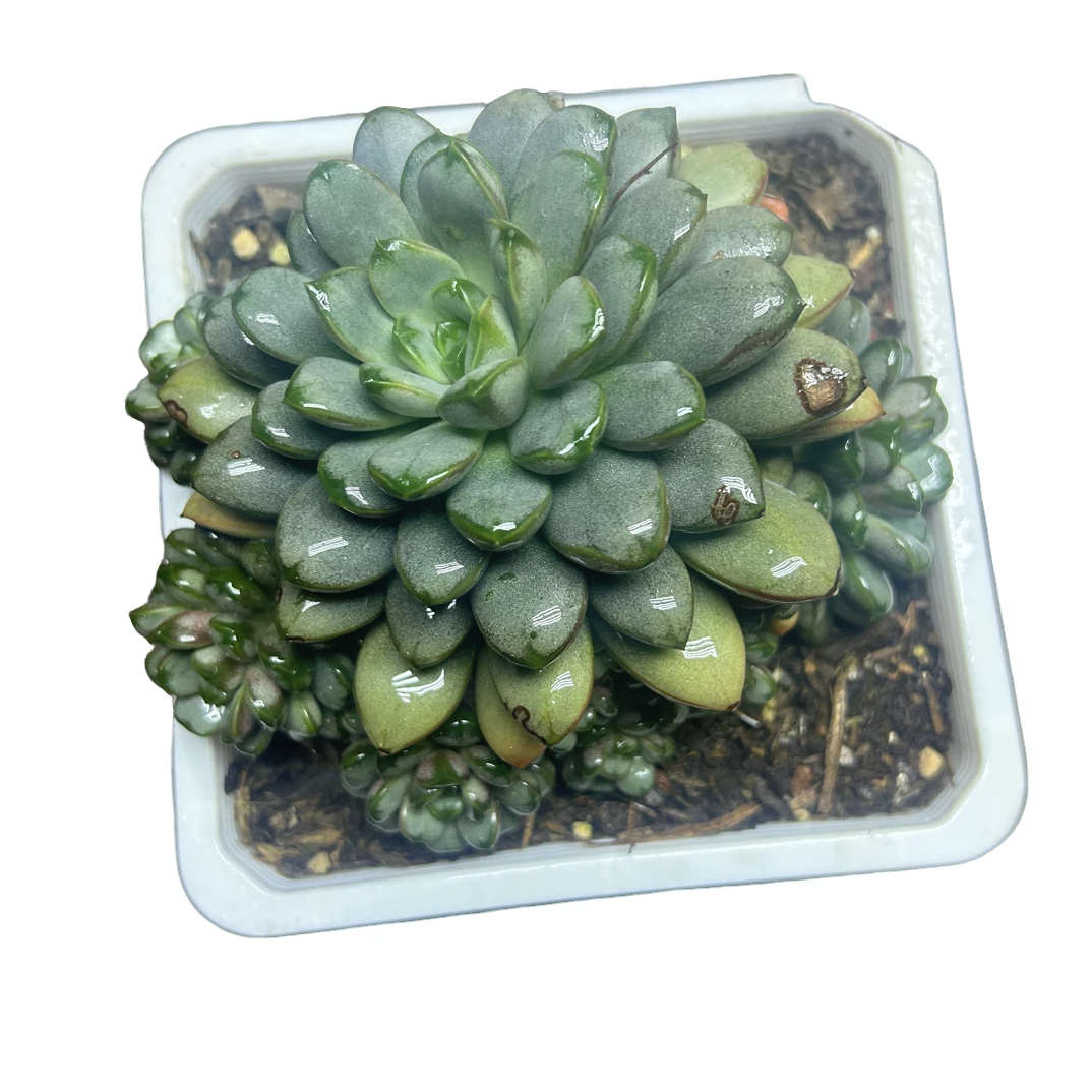 （精控葡萄）整装老桩飘枝盆栽盆景多肉