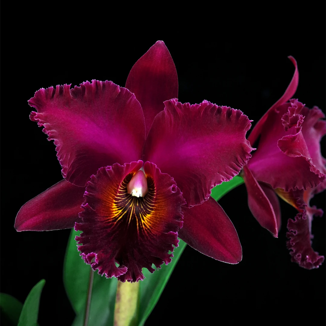 缤纷雅韵堂Rlc. Chia Lin ‘New City’ 新市浓香大花卡特兰花洋兰