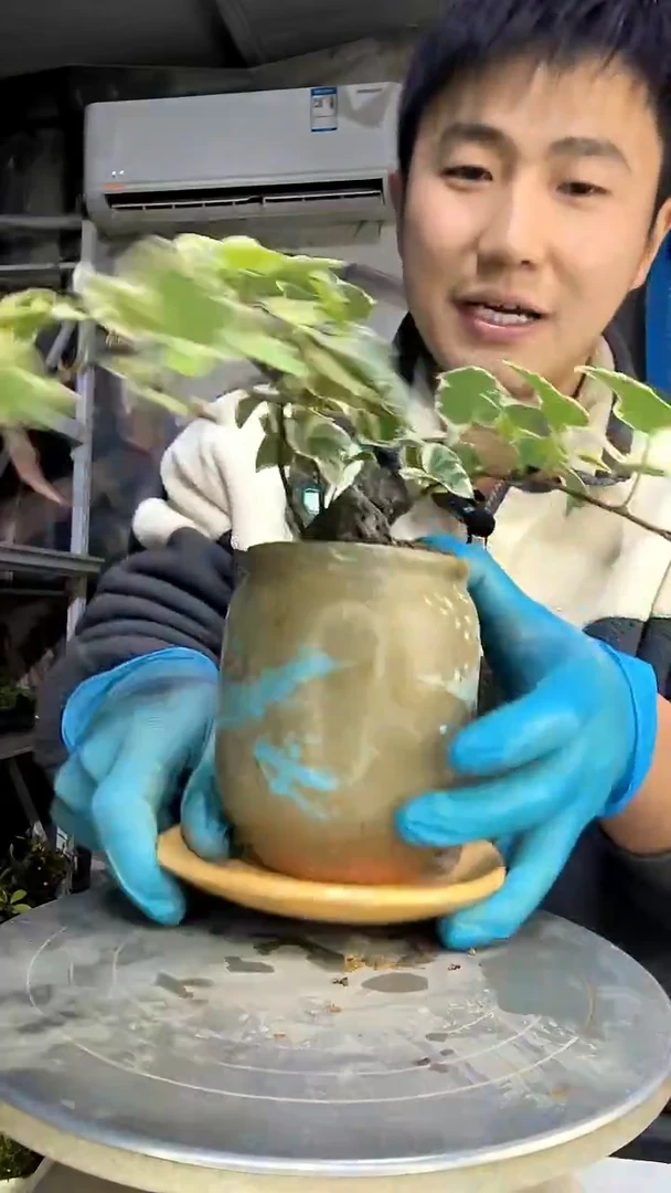 ༄****࿐中青园艺一物一拍花400