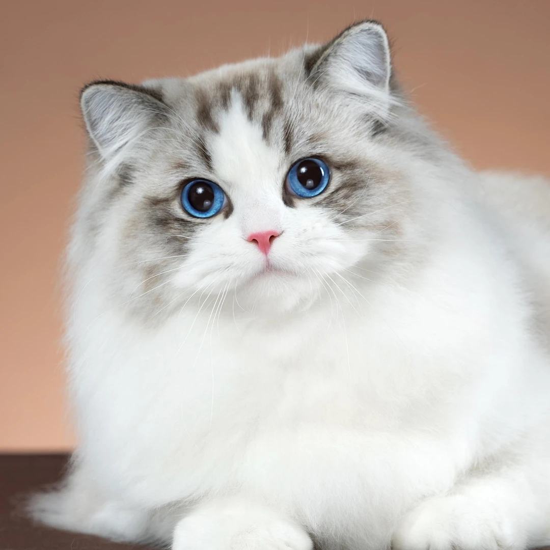 张宝彤布偶猫舍钱多多弟弟 | 新脸版布偶猫创始猫舍