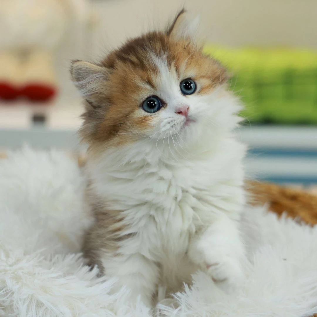 一菲家喵骑士顶顶——虎斑金加白弟弟幼体温顺友好可爱小猫咪奔向你