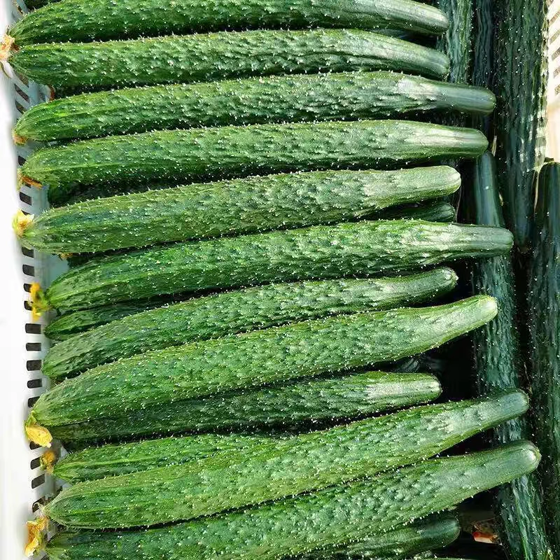 云南山货土特产～秋黄瓜～阿豹甄选