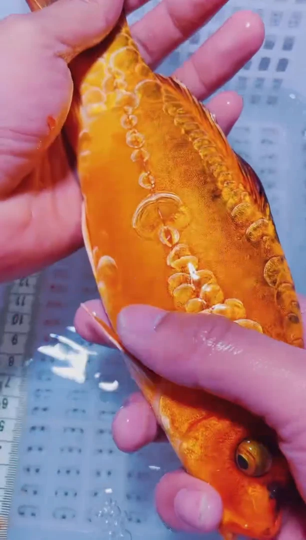 锦鲤血统锦鲤全场包邮154