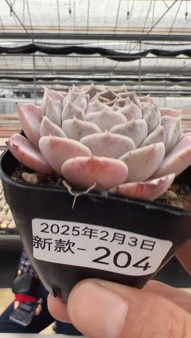 【闪购商品】新款多肉-204