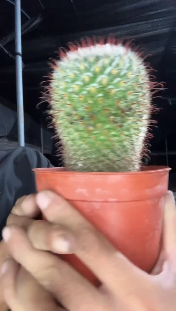 实生丰明丸单头29.99