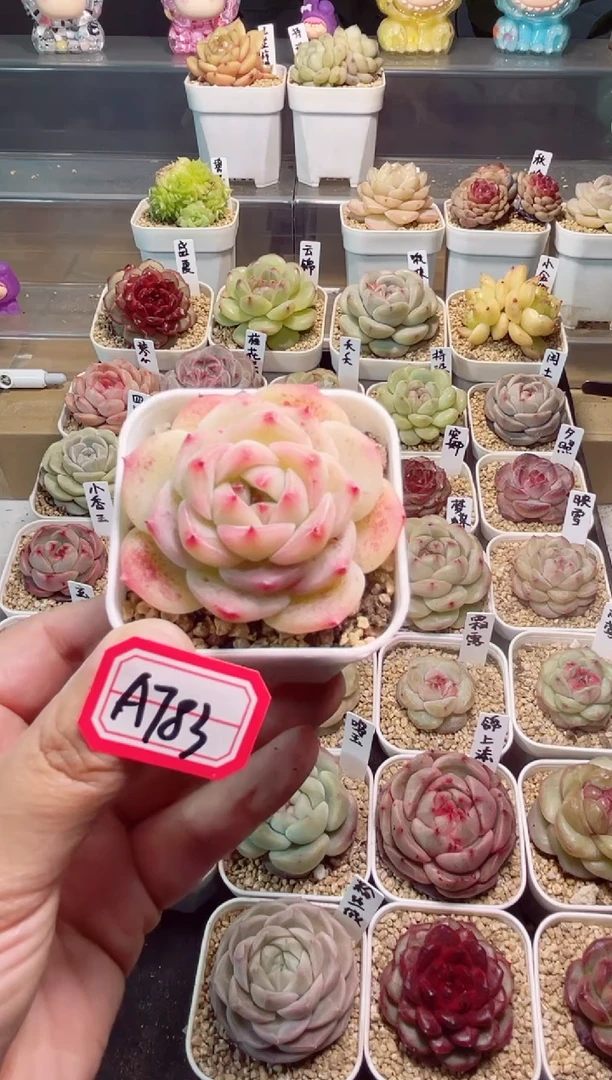 A783菩提一物一拍