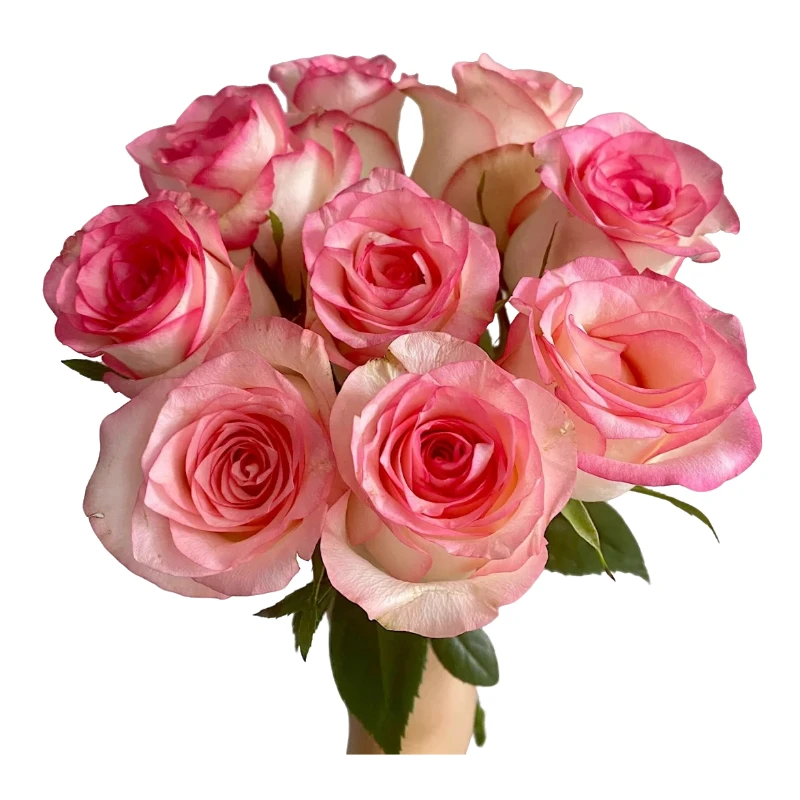 艾莎荔枝玫瑰组合适合客厅卧室浪漫高级花束38女神节必买鲜花