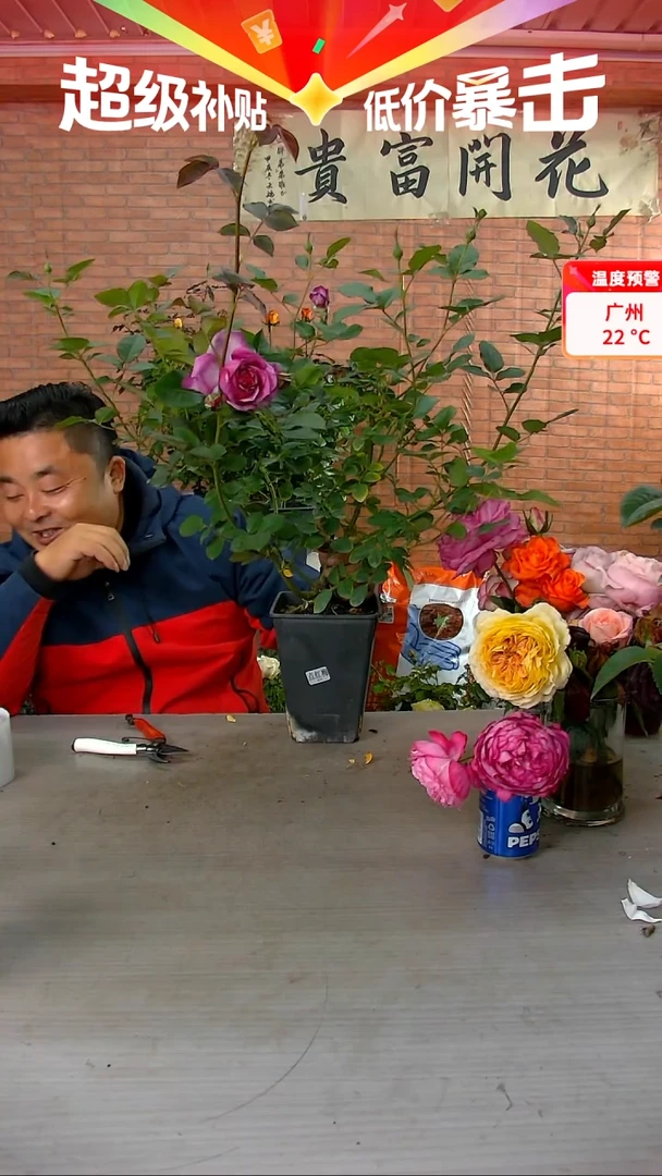 当前无花朵，栽培后可花朵点红梅