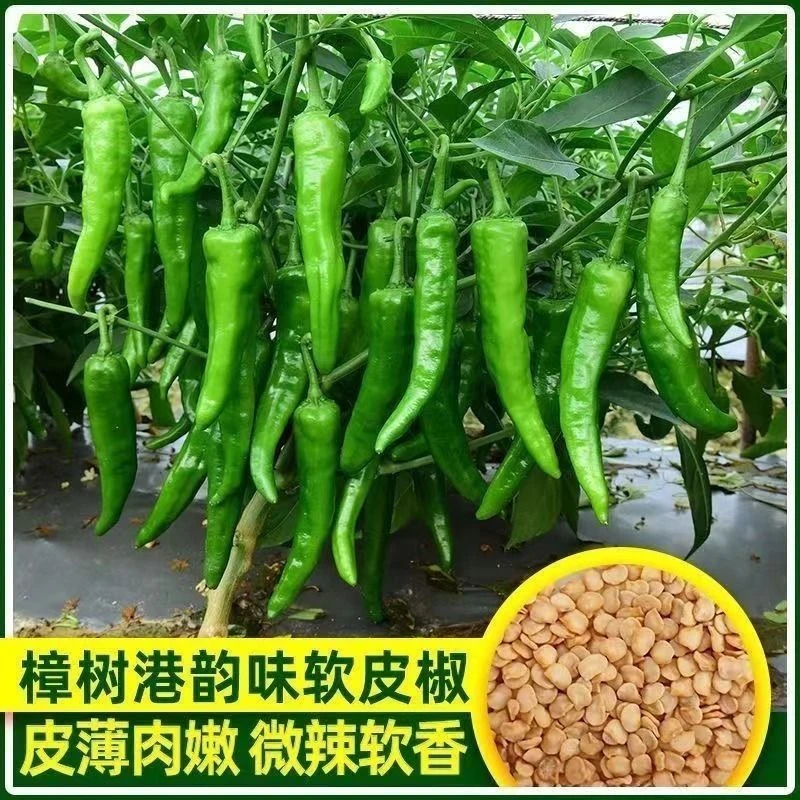 正宗樟树港椒种子樟树高产优质辣椒种子新种春秋四季播种G