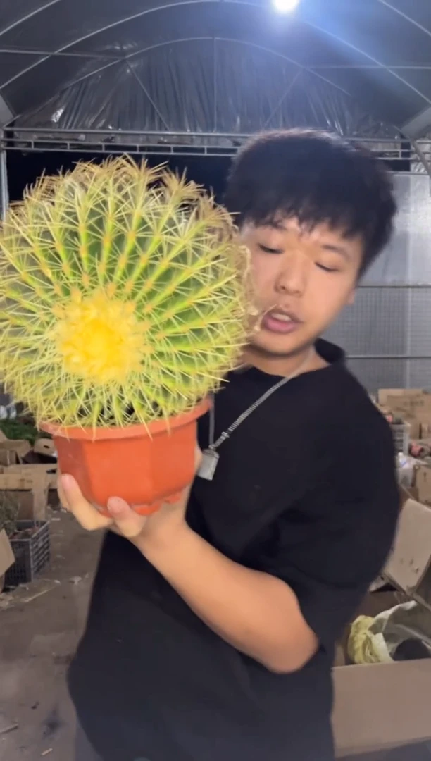 实生根  大大大金虎 14-20cm