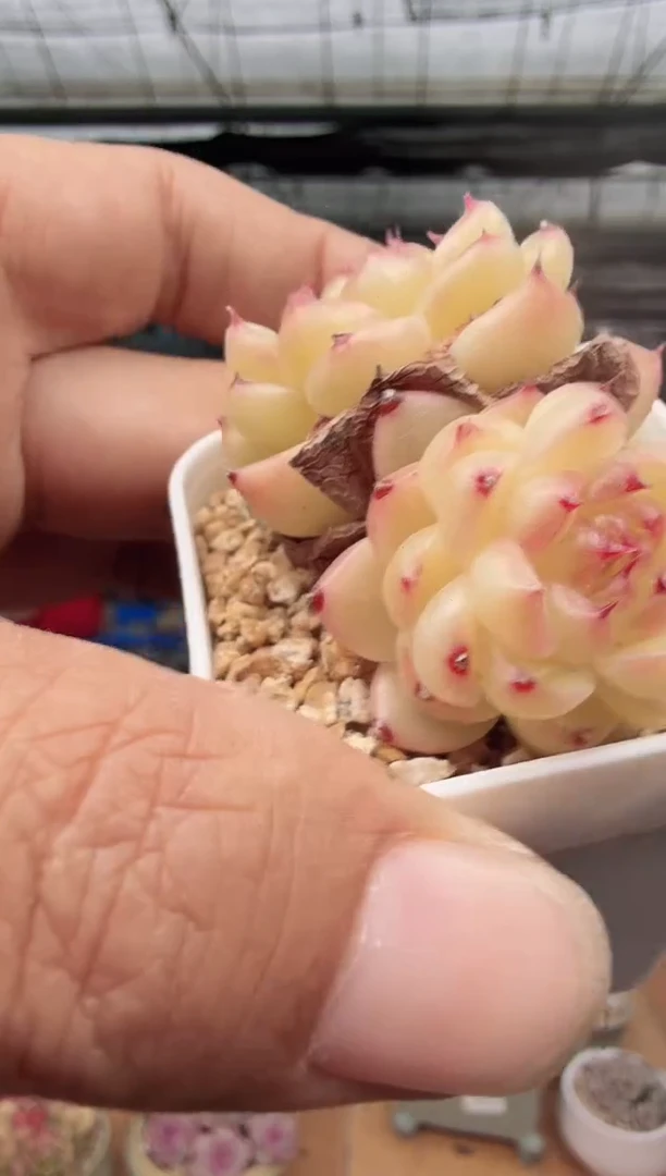 东云多肉园新款-176