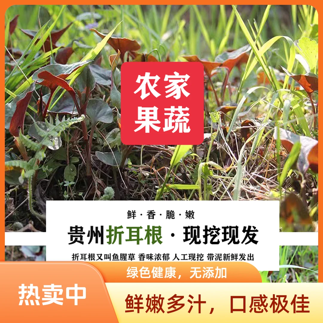 贵州高山现摘现采 纯野生折耳根 鱼腥草