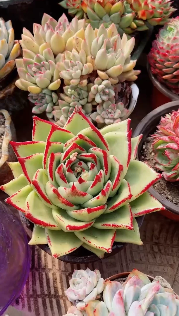 【闪购商品】08278