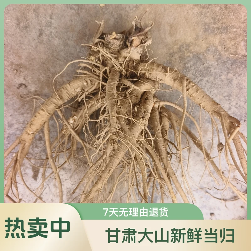 甘肃岷县新鲜当归，可煲汤炖肉泡水，产地直发