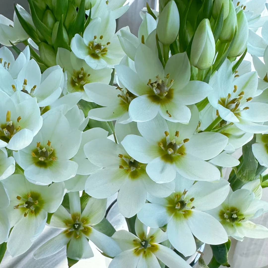 （圣心）白/橙色香水百合香型产地直发顺丰包邮38女神节母亲节礼品