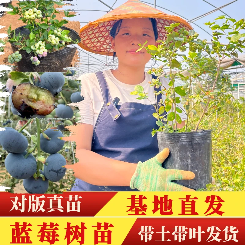 蓝莓树苗带果阳台庭院蓝莓苗盆栽地栽南北方种水果树苗当年结果