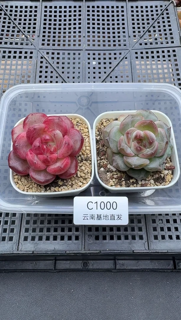 珍妮杂交多肉C1000