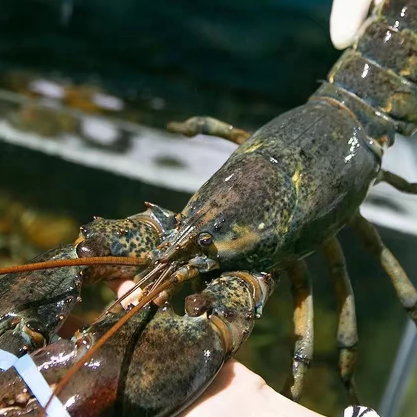 波士顿龙虾（只）