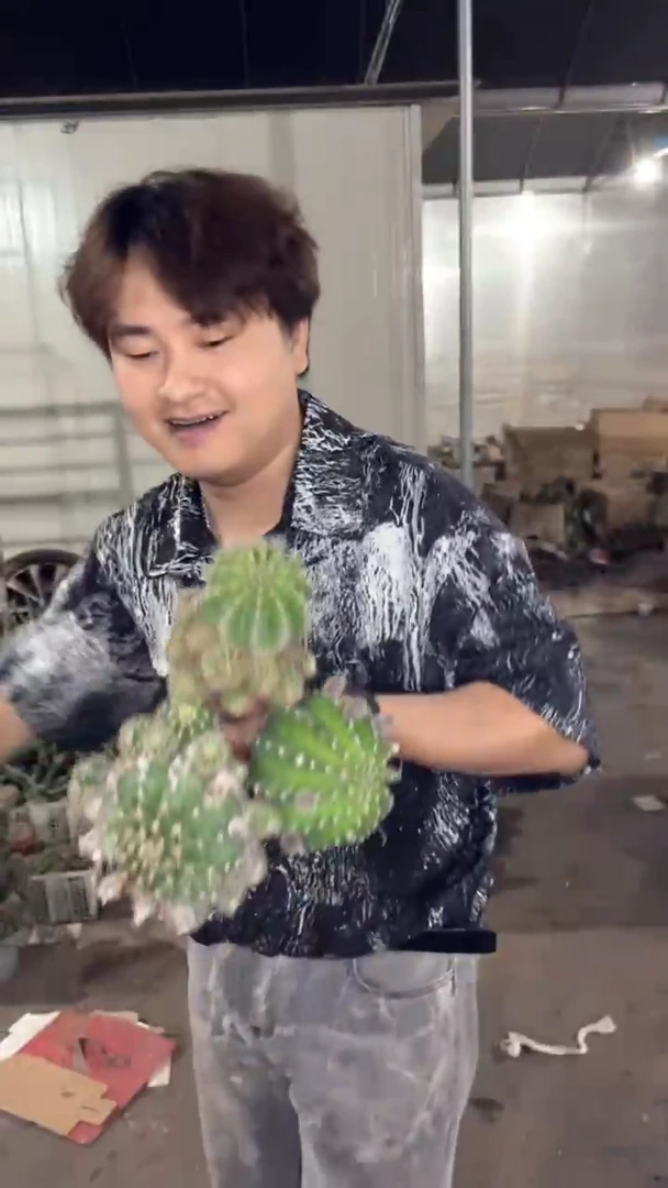 3颗 7-9cm 金刚彩草 不指定带崽