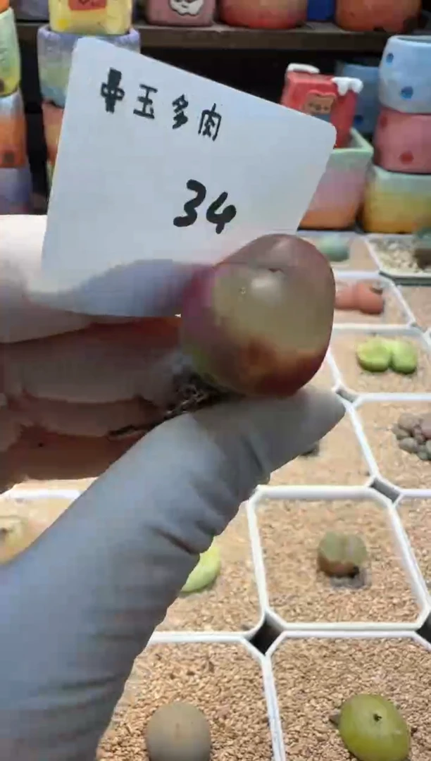 【闪购商品】25.2.18-34