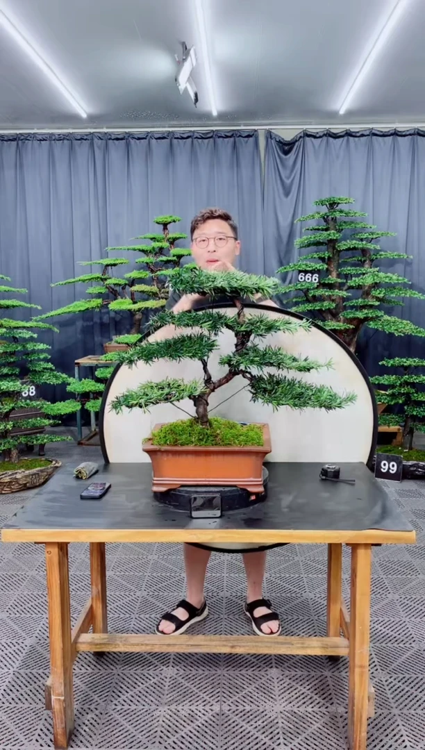 无花朵罗汉松盆景.....