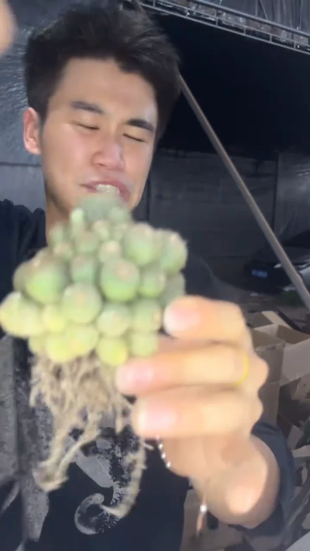 多头  橙宝山【带根】