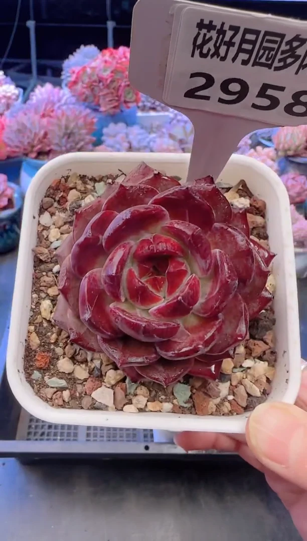 【闪购商品】2958黑武士