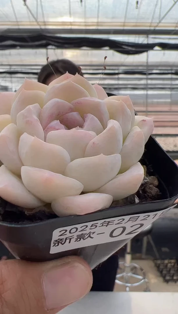 【闪购商品】新款多肉-02