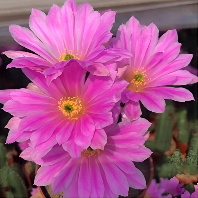 二妹园艺（宇宙殿 自根）好花色仙人球满18包邮随机