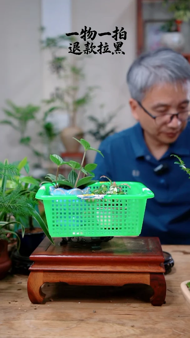 完全开放用****1豆瓣绿+网纹草