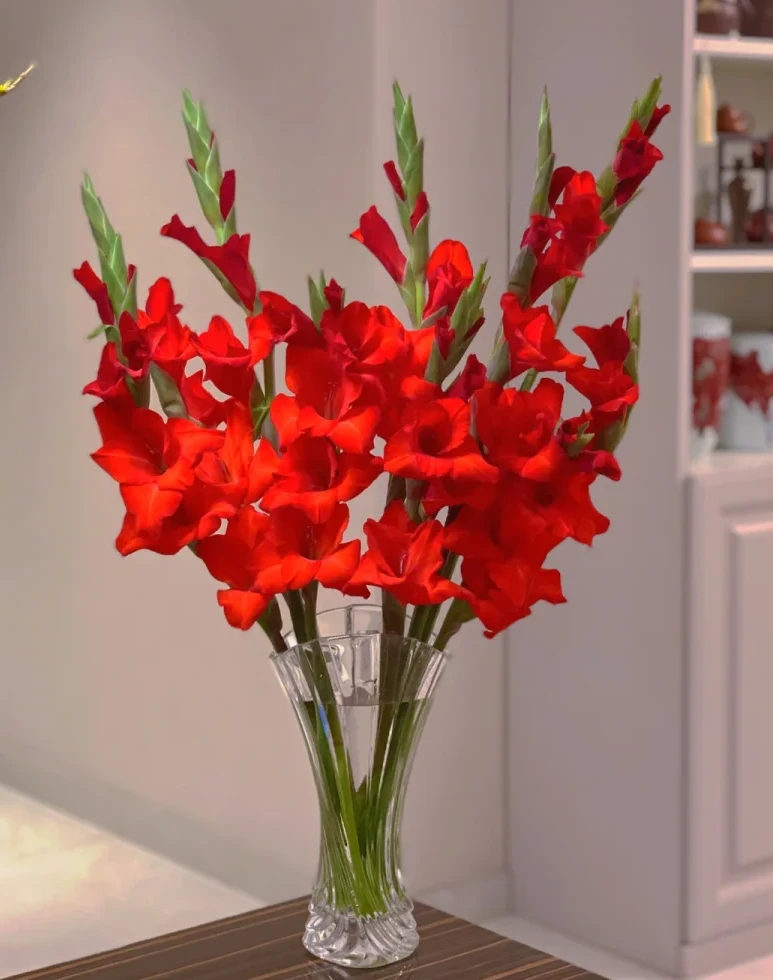 剑兰红色鲜切花云南现采现发一单普通快递两单顺丰或京东