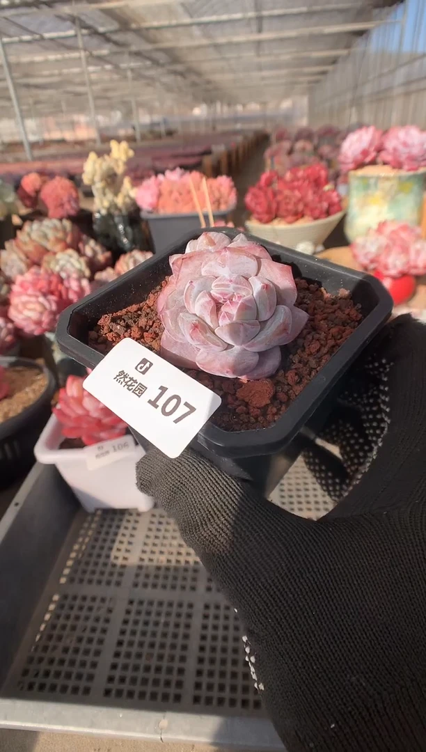 107星影多肉植物一物一拍