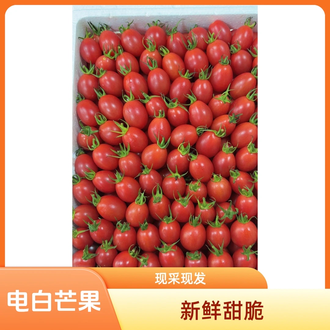 铭珠千禧 (番茄) 约2.2-2.5斤/箱番茄上海市上海市
