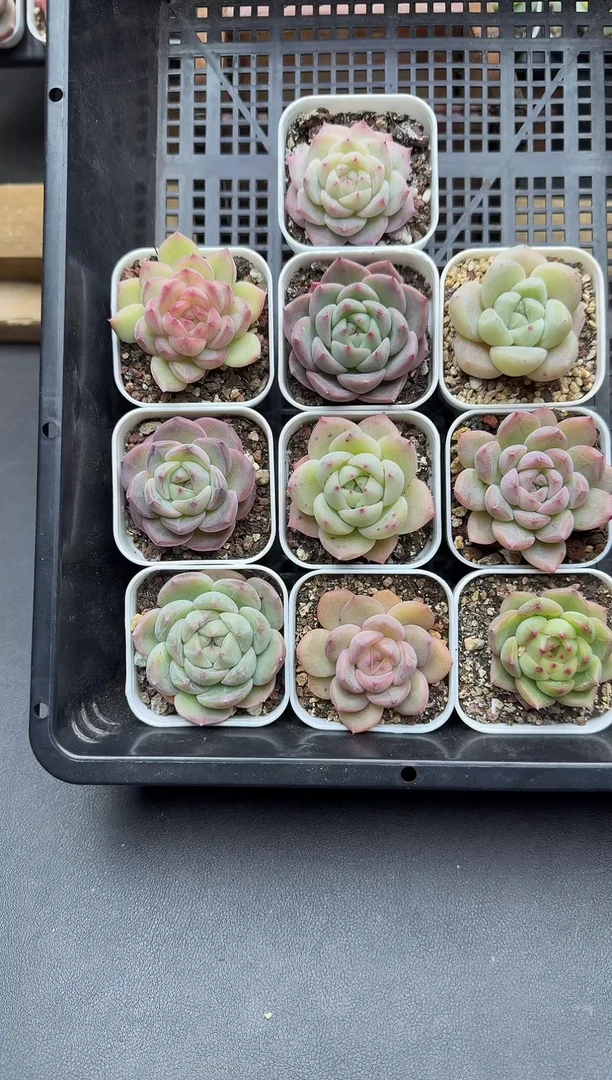 珍妮杂交多肉C444