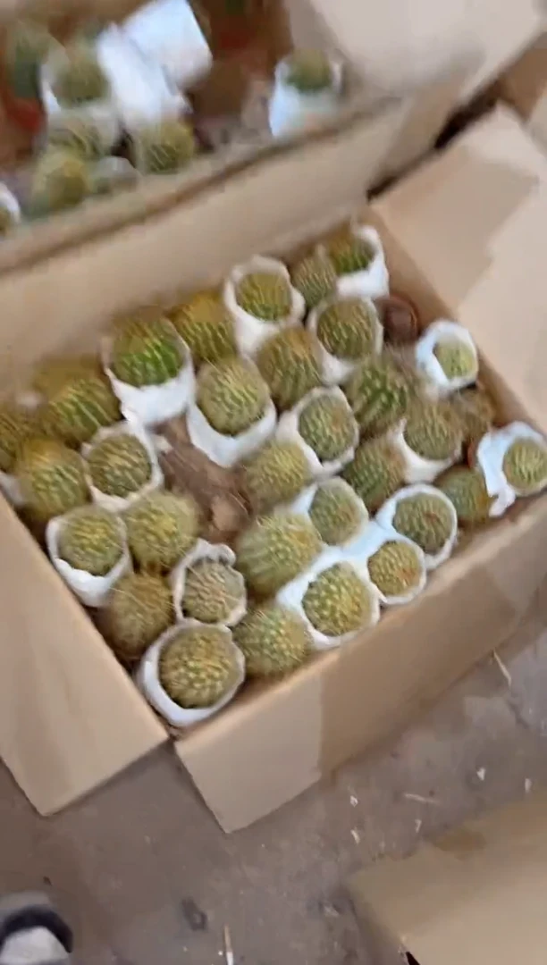 【闪购商品】时光 毛花柱 高11-15cm