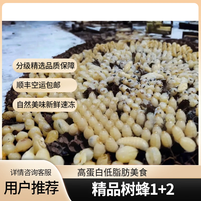 鲜活速冻1+2树蜂蜂蛹混合装新鲜直达顺丰包邮高蛋白美味精选品质
