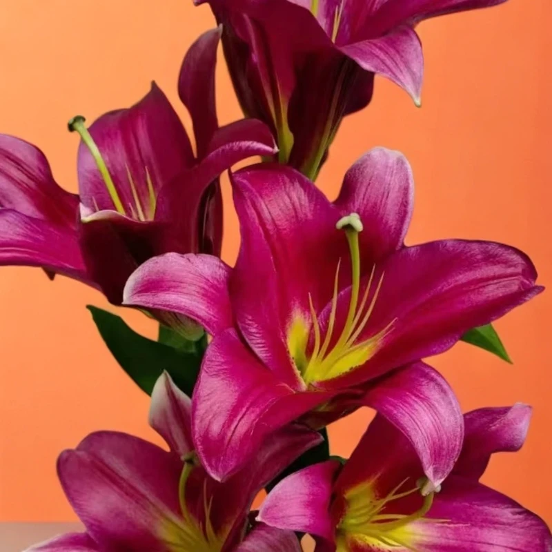 （阿卷哥专属）双头火石香水百合 顺丰冷链包邮