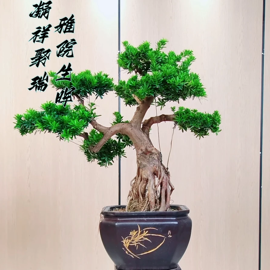 【南枝】台湾金钻罗汉松造型绿植 室内庭院老桩盆景树