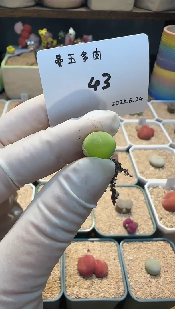 果**条25.6.24-43果味薯条