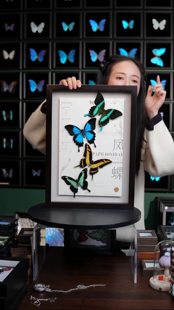 四凤蝶标本摆件香樟木框