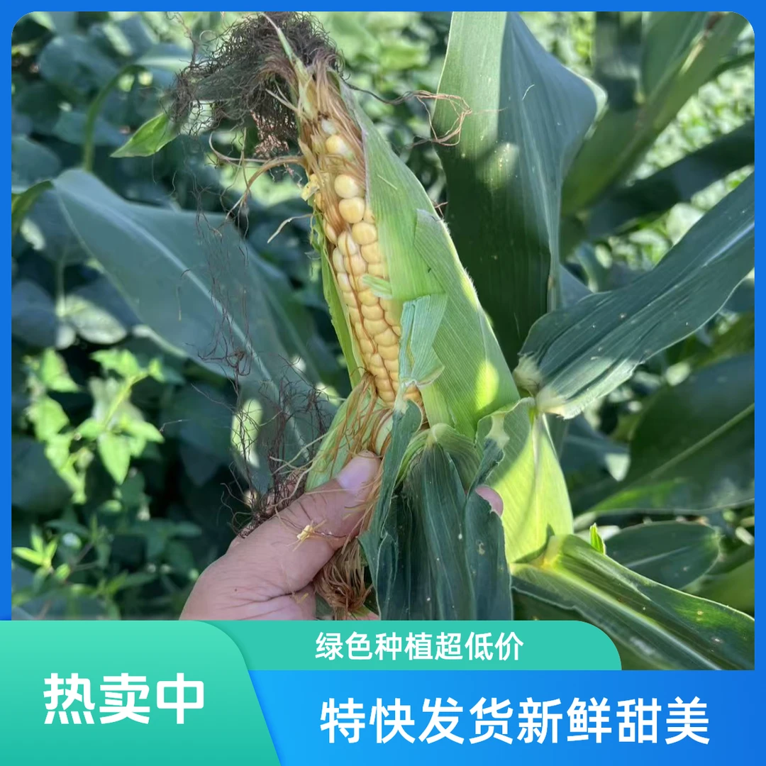 【京东特快】本地老玉米到手8个新鲜天津市