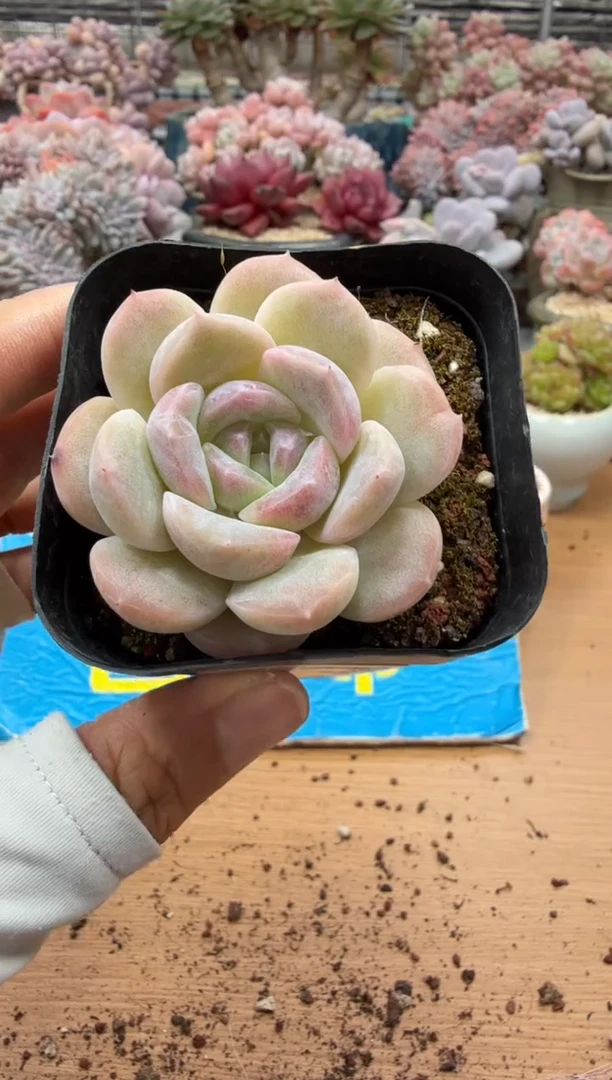 东云多肉园二店-376