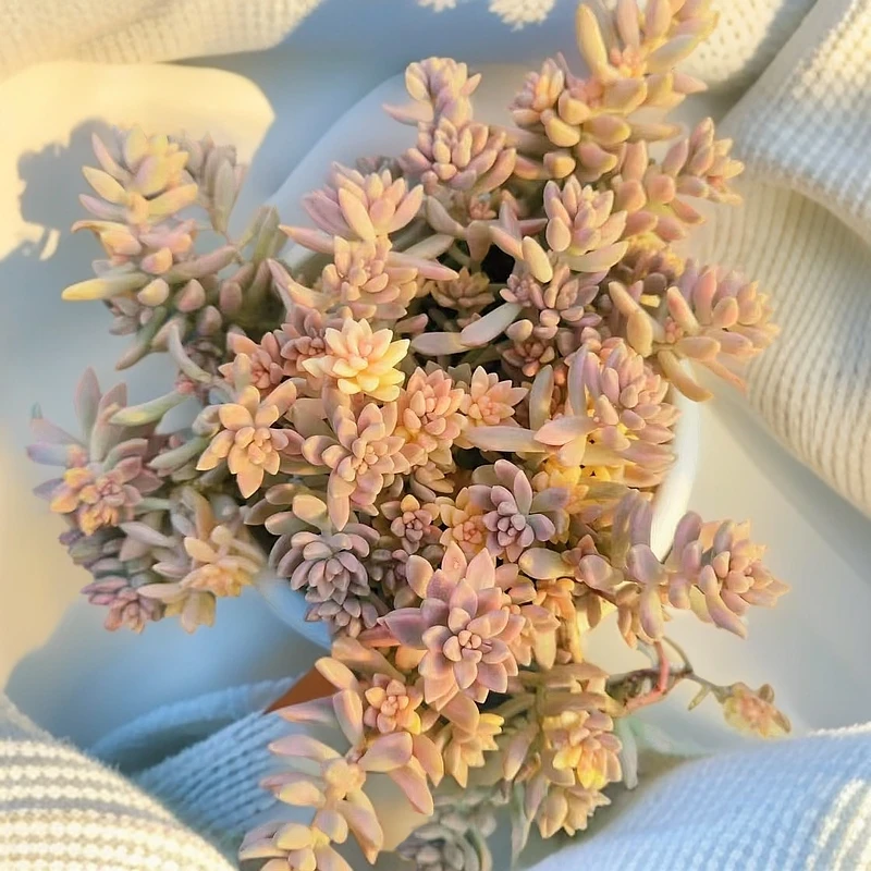 姬秋丽锦不售后（本店累计满9.9包邮）/吹吹多肉简单绿色空气