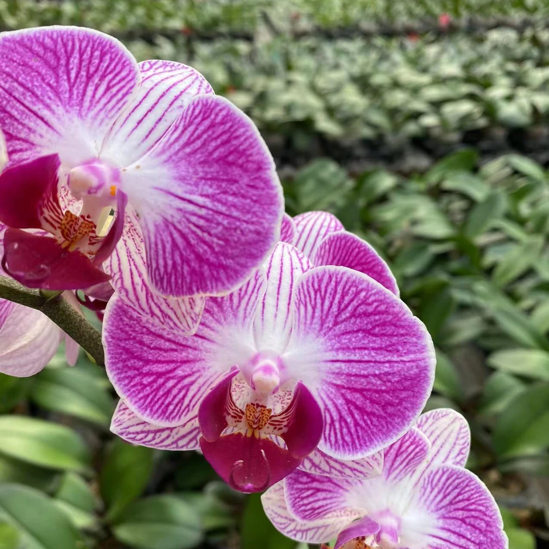 活动品【富贵鸟】3.0寸室内花卉蝴蝶兰