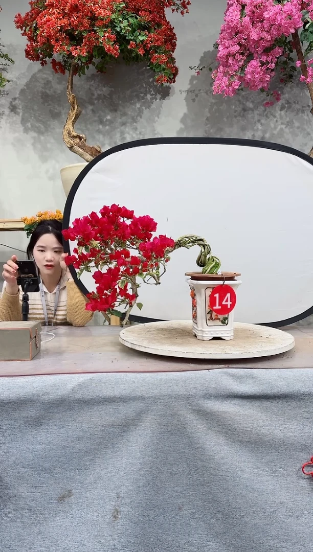 【闪购商品】盆景金边花叶红