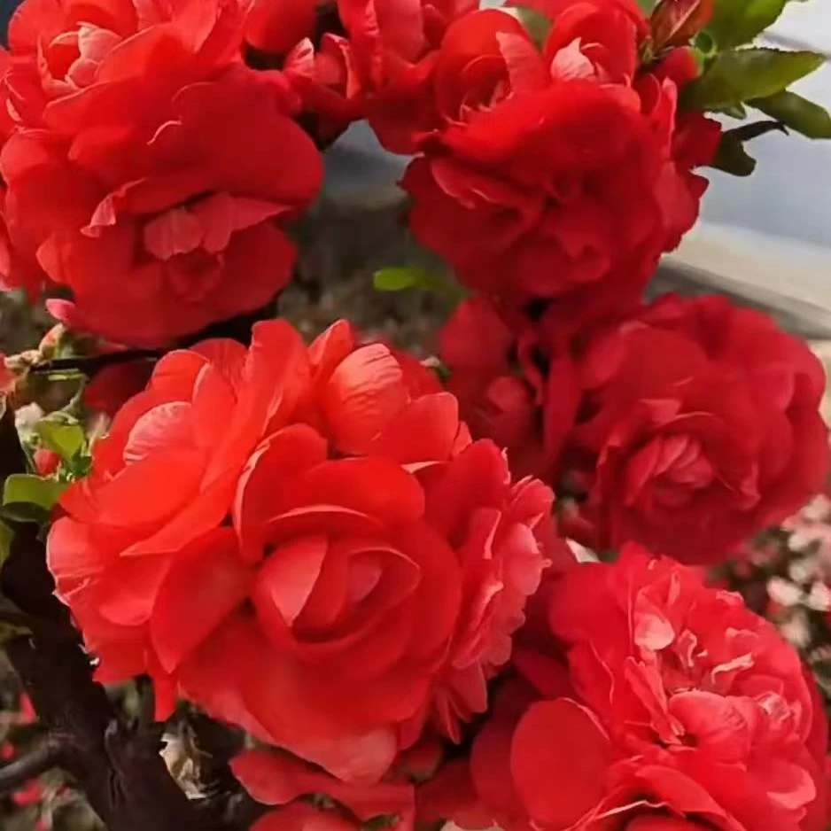 梦绘卷海棠老桩带花苞发货